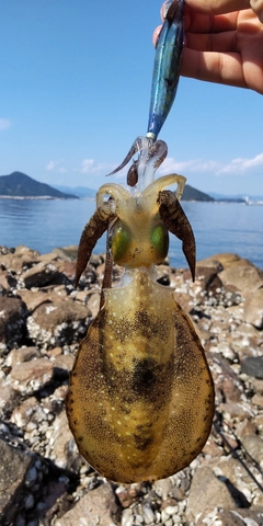 アオリイカの釣果