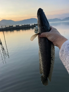 ライギョの釣果