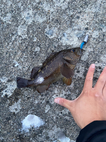 エゾメバルの釣果