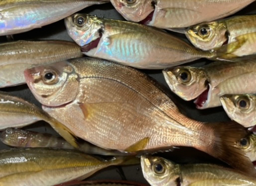 ウミタナゴの釣果