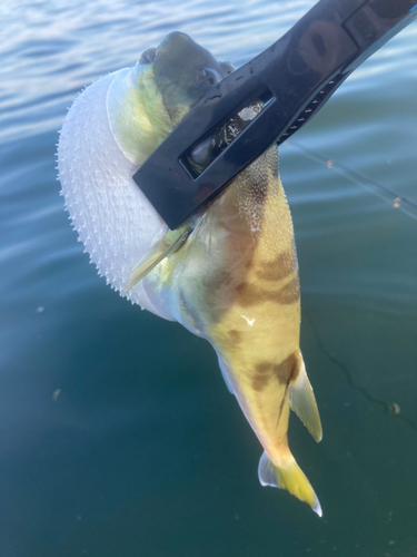 シロサバフグの釣果