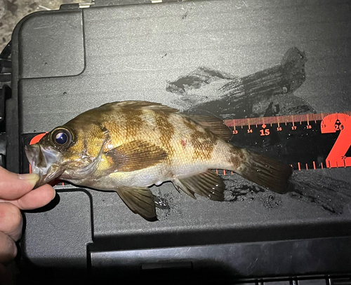 シロメバルの釣果