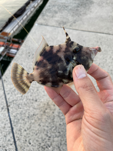 カワハギの釣果