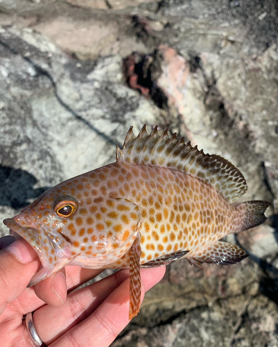 オオモンハタの釣果