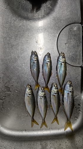 アジの釣果