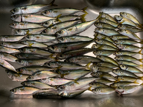 サバの釣果