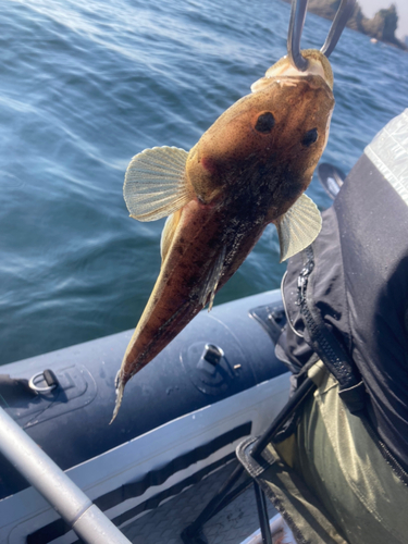 マゴチの釣果