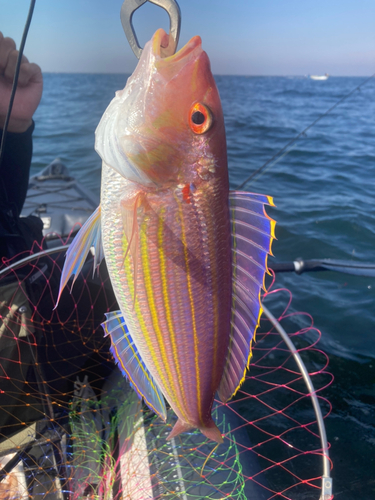 イトヨリダイの釣果