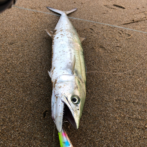 サゴシの釣果