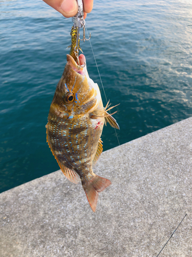 ハマフエフキダイの釣果