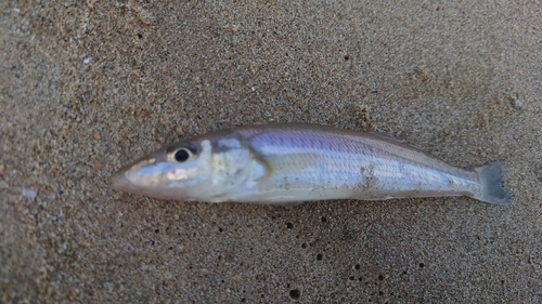 キスの釣果