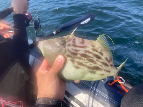 カワハギの釣果