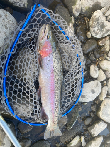 レインボートラウトの釣果