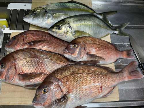 マダイの釣果