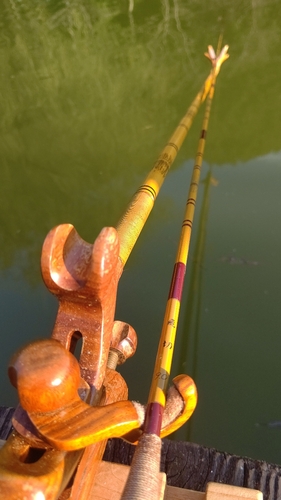 ヘラブナの釣果