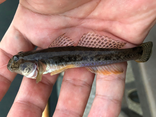 マハゼの釣果