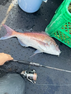 マダイの釣果