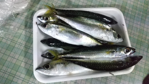 サバの釣果