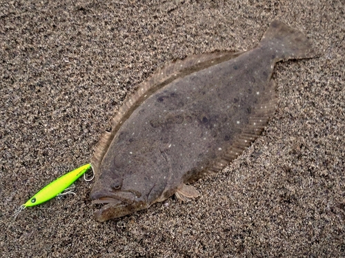 ソゲの釣果