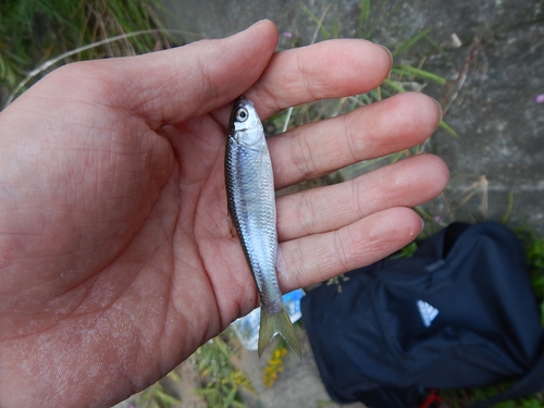 オイカワの釣果