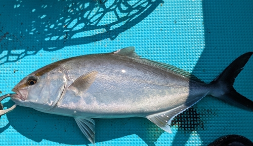 ショゴの釣果