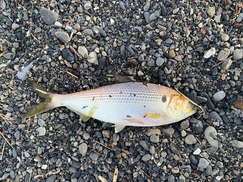 コノシロの釣果