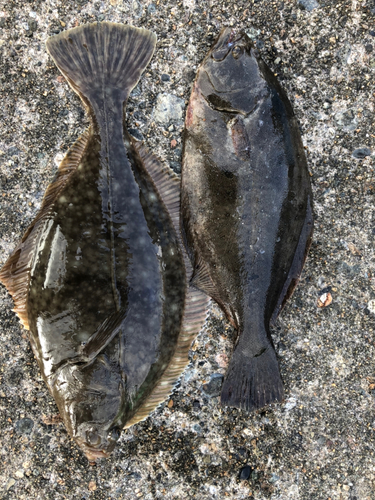 カレイの釣果