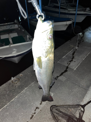 シーバスの釣果