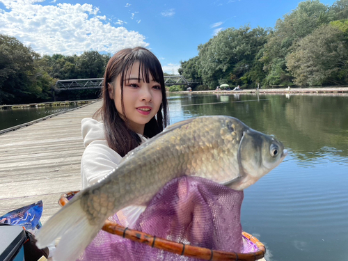 ヘラブナの釣果