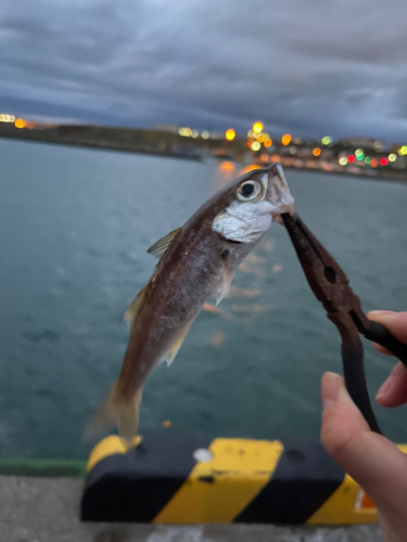 ムツの釣果