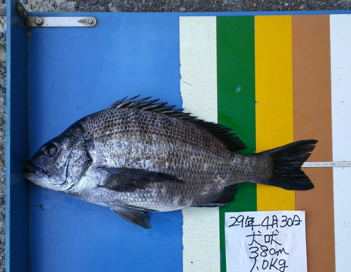 クロダイの釣果