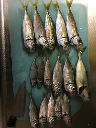 アジの釣果