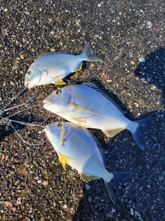 ヘダイの釣果