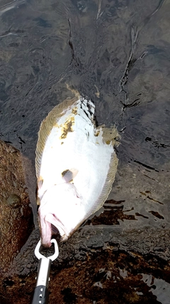 ヒラメの釣果