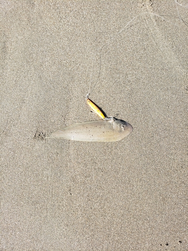 シタビラメの釣果