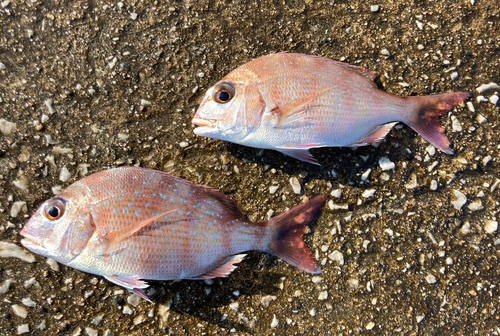 チャリコの釣果