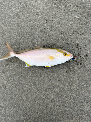 ショゴの釣果