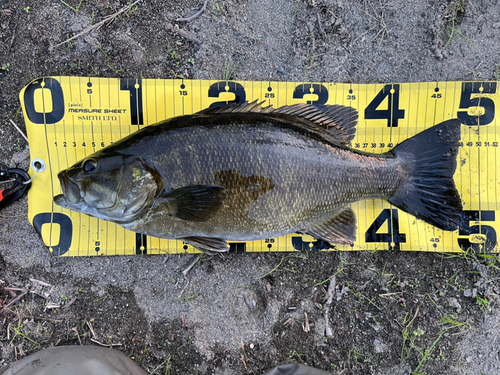 スモールマウスバスの釣果