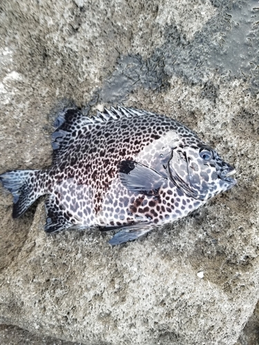 イシガキダイの釣果