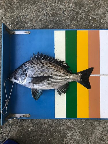 クロダイの釣果