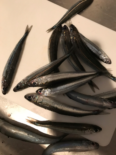 ウルメイワシの釣果