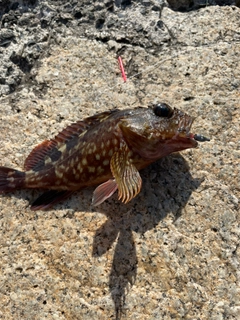 カサゴの釣果