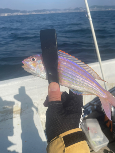 イトヨリダイの釣果