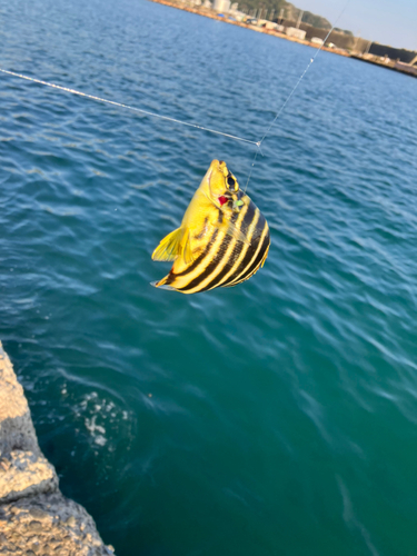 カゴカキダイの釣果