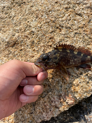 カサゴの釣果