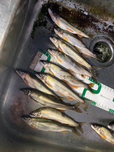 アユの釣果