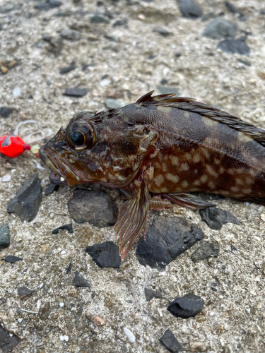 カサゴの釣果