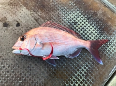 マダイの釣果