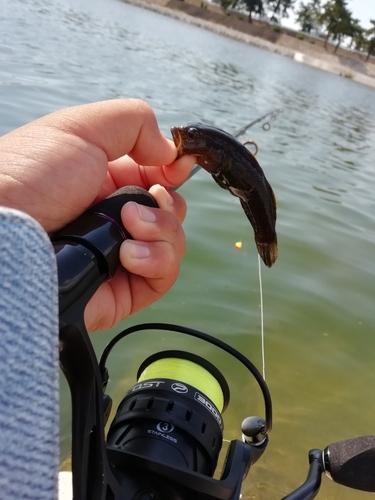 ドンコの釣果