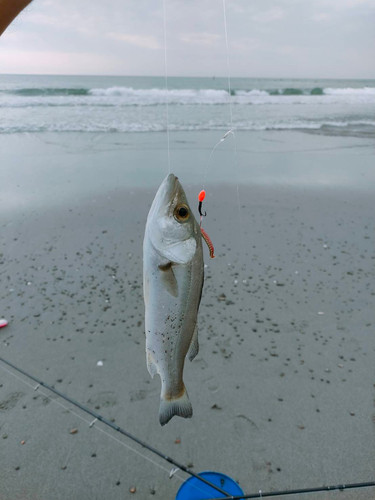 セイゴ（マルスズキ）の釣果